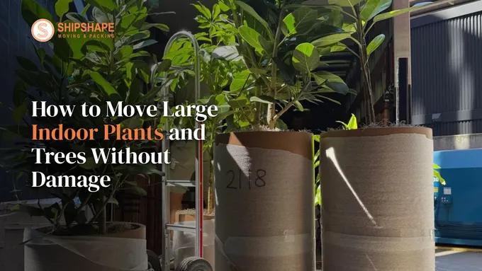 Indoor trees in wrapped, numbered planters on a moving truck liftgate