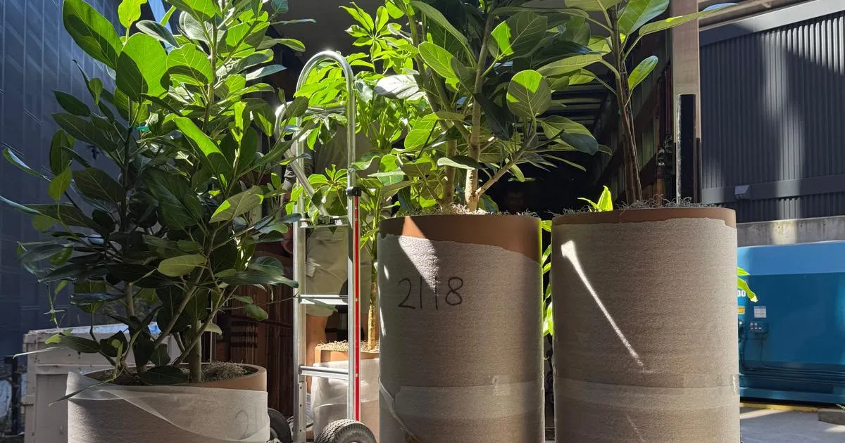 Indoor trees in wrapped, numbered planters on a moving truck liftgate