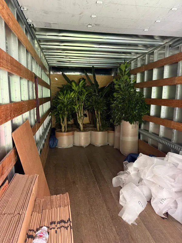 Indoor trees in wrapped planters loaded upright inside a moving truck